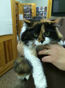 cat at vet